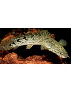 Armoured Bichir (Polypterus... 2