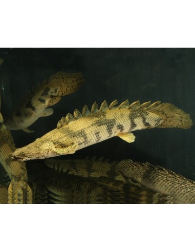 Bichir ensillado (Polypterus endlicheri)