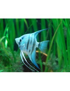 Escalar Blue Avatar... 2