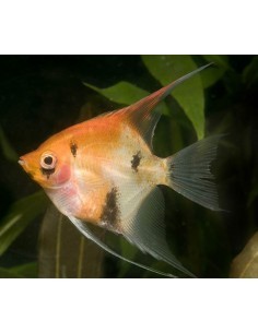 Escalar Red Devil...