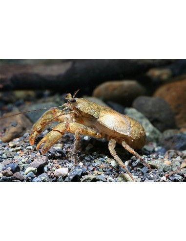 Cangrejo Tanque (Aegla platensis)