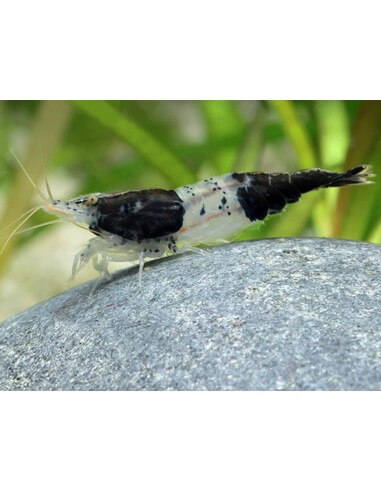 Camaron Black Rilli (Neocaridina...