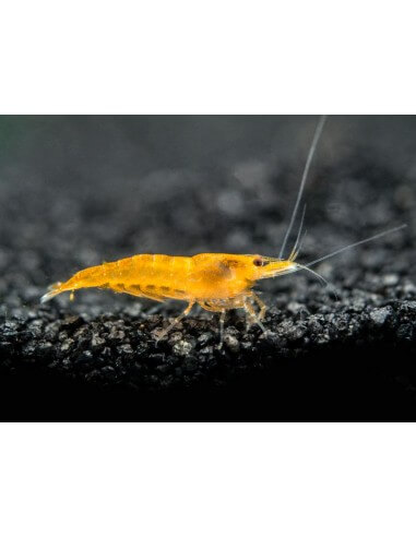 Camaron Orange (Neocaridina heteropoda)
