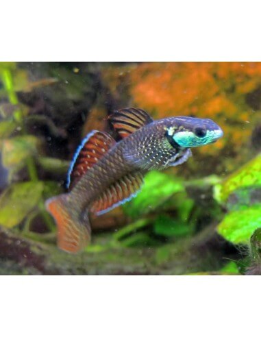 Gobio arcoiris (Stiphodon ornatus)