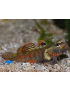 Gobio Dragon (Rhinogobius...
