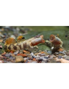 Gobio Dragon (Rhinogobius... 2