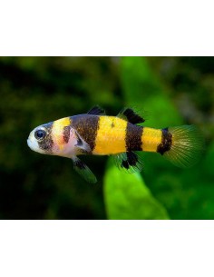 Gobio Avispa (Brachygobius...