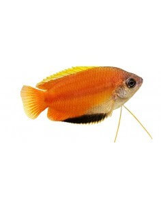 Colisa Honey (Trichogaster...