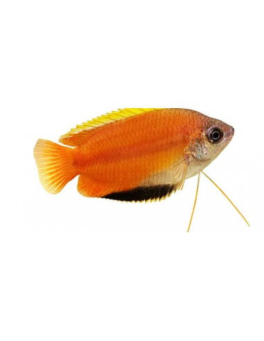 Colisa Honey (Trichogaster chuna)