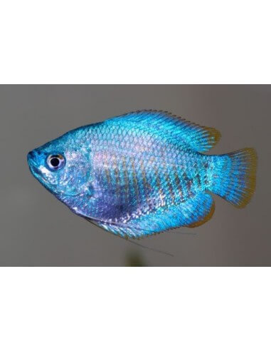 Colisa Sky Blue (Trichogaster lalius)