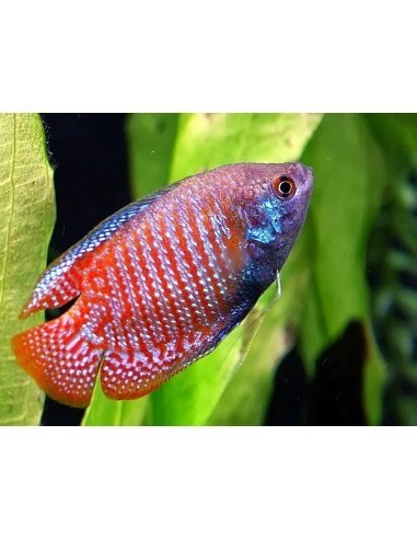 Colisa lalia (Trichogaster lalius)