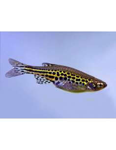 Gold Ring Danio (Danio... 2