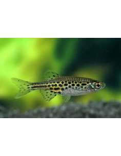 Gold Ring Danio (Danio...