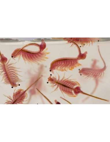 Artemia adulta