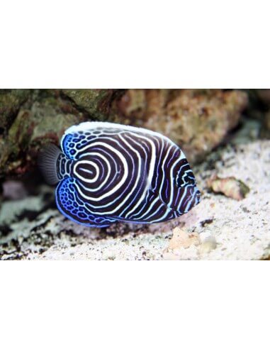 Emperor Angel Fish (Pomacanthus...