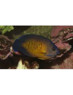 Blue -Finned  Pygmy...