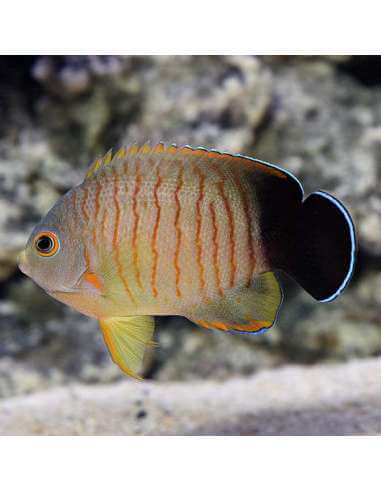 Eibli Angel(Centropyge Eibli)