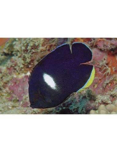 Melas Angel(Centropyge Tibicen)