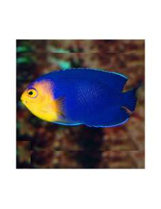 Pygmy Angel Fish(Centpopyge...