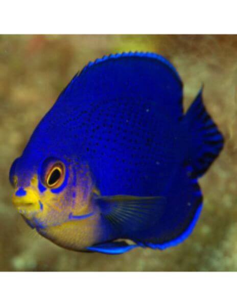 Pygmy Angel Fish(Centpopyge... 2