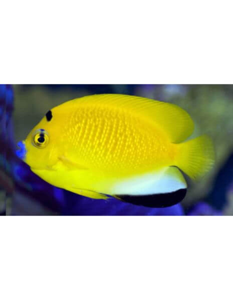 Flagfin Angelfish(Apolemichthys...