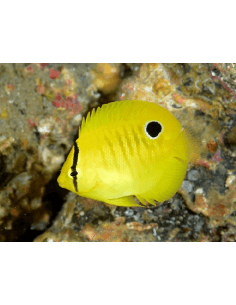 Flagfin Angel Fish...