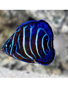 Bluering Angel Fish...