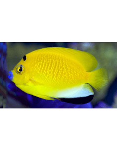 Flagfin Angel Fish... 2