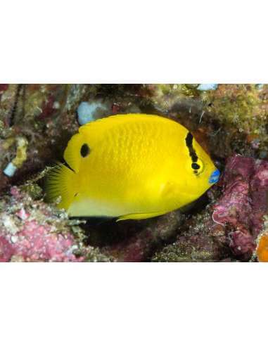 Flafin Angel Adult(Apolemichthys...