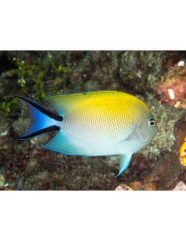 Blackspot Swallowtail Angelfish...