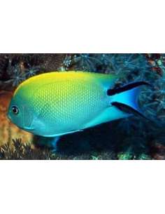 Blackspot Swallowtail... 2