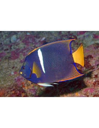Passer Angel(Holacanthus Passer)