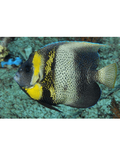 Cortez Angel (Pomacanthus... 2