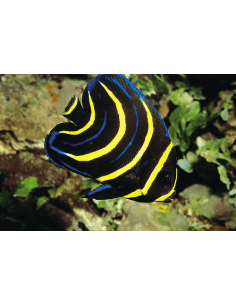 Cortez Angel (Pomacanthus...