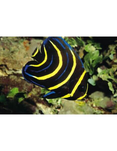 Cortez Angel (Pomacanthus Zonipectus)