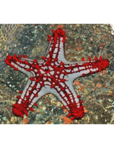 Brittle Starfish (Ophiocoma...