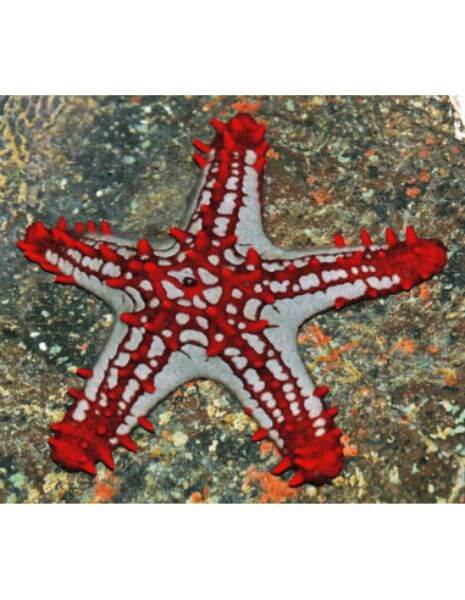 Brittle Starfish (Ophiocoma Insularia)
