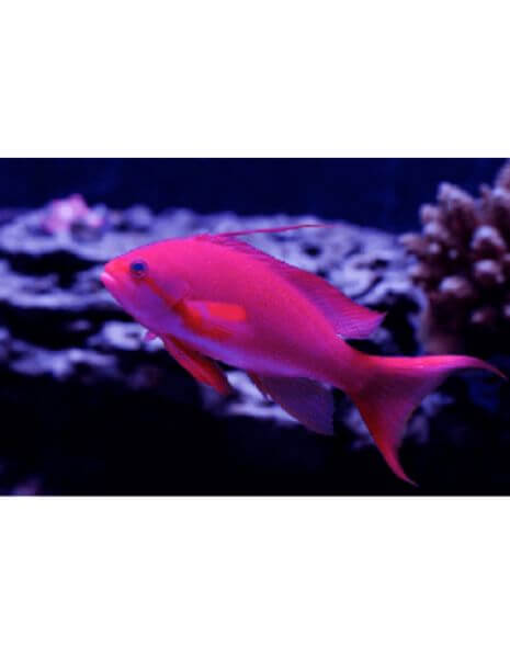 Lyretail Fish          (Anthias...