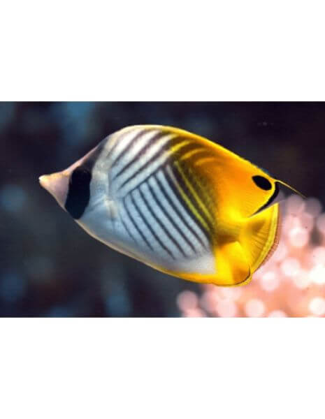 Auriga Butterfly Fish(Chaetodon Auriga)