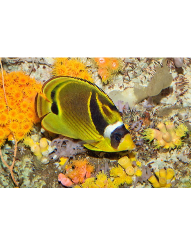 Raccoon Butterfly Fish(Chaetodon Lunula)