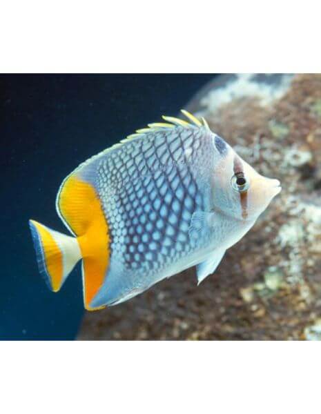 Pearl Scale Red (Chaetodon Xanthurus)