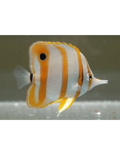 Copperband Butterfly Fish...