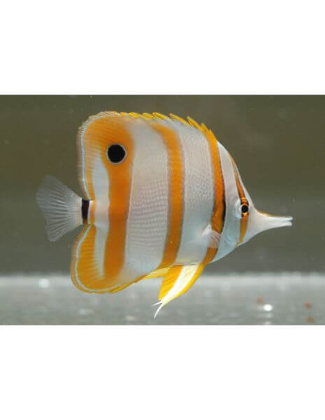 Copperband Butterfly Fish (Chelmon...