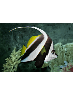 Pennant Coral Fish...