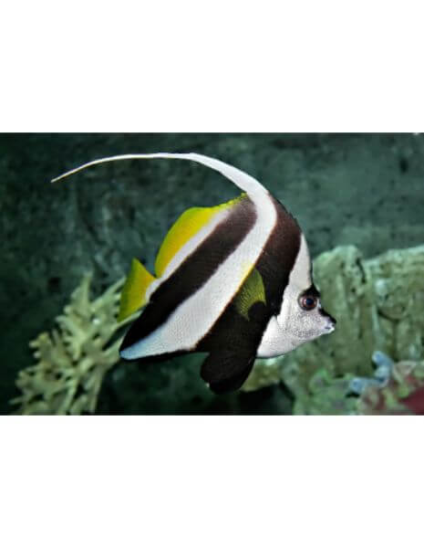 Pennant Coral Fish (Heniochus...