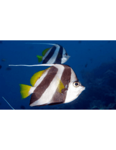 Pennant Coral Fish... 2