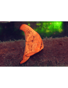 Orbicular Batfish (Platax...