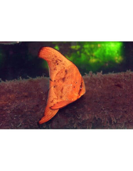 Orbicular Batfish (Platax orbicularis)