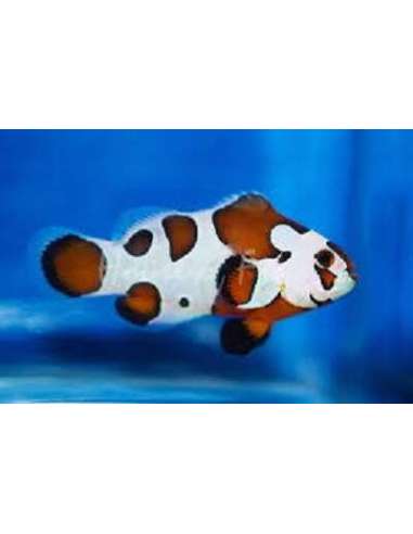 Mocha Storm (Amphiprion Ocellaris)