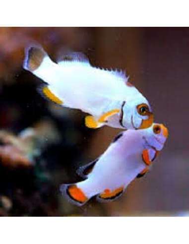 Platinum (Amphiprion Percula)